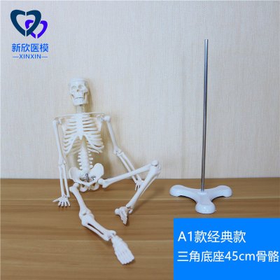 医学人体骨骼模型骨架带肌肉仿真玩具小白全身真人可拆卸正骨医用 A1款三角底座