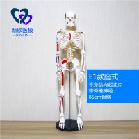 医学人体骨骼模型骨架带肌肉仿真玩具小白全身真人可拆卸正骨医用 E1款半身肌肉起止点带脊椎神经