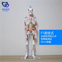 医学人体骨骼模型骨架带肌肉仿真玩具小白全身真人可拆卸正骨医用 F1款全身肌肉起止点脊椎神经