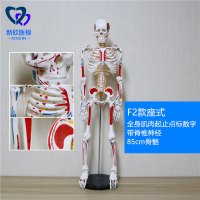 医学人体骨骼模型骨架带肌肉仿真玩具小白全身真人可拆卸正骨医用 F2款全身肌肉起止点标数字脊神经