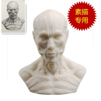 热卖 美术素描模型1:1人体骨骼模型人头骨树脂骷髅头办公摆件绘画 肌肉人头像（乳白色）
