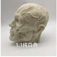 热卖 美术素描模型1:1人体骨骼模型人头骨树脂骷髅头办公摆件绘画 1比1肌肉头像(乳白)