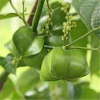 散装印加果种子南美油藤药材星油藤食用印奇果印加花生种子