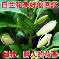 浓香型嫁接白兰花苗白玉兰花卉黄果兰绿植四季开花