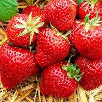 花知趣丹东99奶油大草莓种籽四季花种籽子草莓苗种植蔬菜种孑花卉种子全