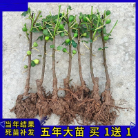 花知趣无花果树苗树果苗当年结果盆栽地栽阳台庭院室内外南北方四季种植