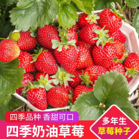 花知趣四季奶油草莓种子易活超甜大草莓籽阳台盆栽室内外蔬菜水果种孑