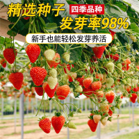 花知趣奶油草莓种籽子四季白草莓种子水果蔬菜种孑红颜章姬盆栽阳台植物