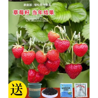 花知趣草莓种籽子奶油草莓盆栽苗四季开花结果室内外花卉盆栽阳台花