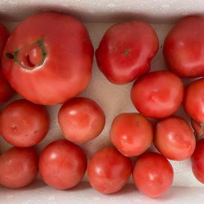 [3斤混装]丑小果 沙瓤西红柿新鲜蔬菜水果大番茄农家生吃自然熟即食饱满多汁