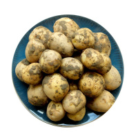 2.5kg(中号乒乓球大小) 湖北恩施新鲜黄心小土豆 洋芋马铃薯