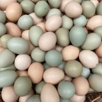 赛卡伊 [新店冲量]农家散养土鸡蛋正宗乌鸡蛋绿壳蛋混合装新鲜整箱批发
