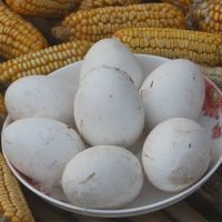 赛卡伊 正宗新鲜土鹅蛋大的农家散养种蛋6枚山东特大土鹅蛋批发 6个装 [小孩吃]