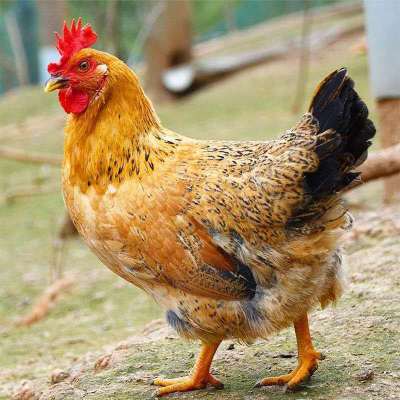 赛卡伊 2年老母鸡土鸡黄河滩老农现杀散养老母鸡土鸡笨鸡月子鸡走地鸡 一只老母鸡2.6-2.9斤