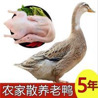 赛卡伊 散养五年老鸭子土鸭水鸭麻鸭笨鸭新鲜鸭子生鲜火锅食材现杀现发 散养5年老鸭推荐装[5.5斤/只]