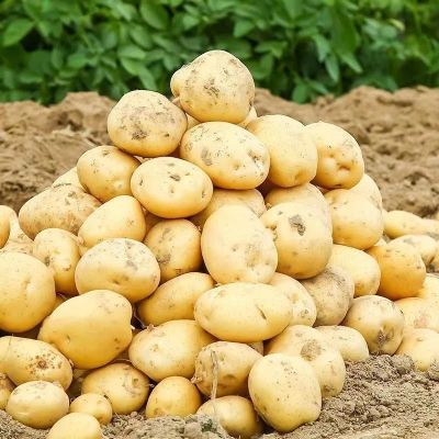 赛卡伊 [黄皮土豆]新鲜黄心批发价大个土豆马铃薯当天现挖蔬菜2/5/10斤