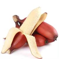 赛卡伊 [泡沫箱]新鲜水果美人蕉红皮香蕉红美人蕉红香蕉新鲜水果香蕉 精选装[饱满-推荐] 五斤装[净重5斤]