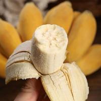 赛卡伊 小米蕉3斤现摘现发应季水果批发广西小米蕉 5斤净重小米蕉 新蕉