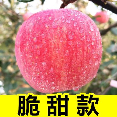 赛卡伊 苹果水果冰糖心脆甜红富士新鲜应季丑苹果一整箱批发