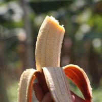 赛卡伊 现割红皮香蕉 福建新鲜水果苹果米蕉红香蕉天宝香蕉banana 红香蕉1斤