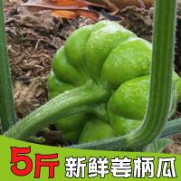 赛卡伊 云南新鲜姜柄瓜蔬菜小麦瓜小瓜小南瓜特产嫩南瓜