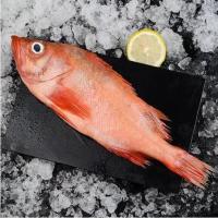赛卡伊 红石斑鱼整条速冻大眼鱼富贵鱼深海鱼肉多刺少海鲜水产 3斤装