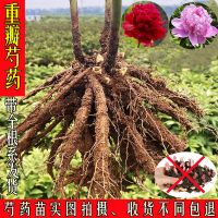 芍药花 芍药花苗 花卉盆栽 芍药根块 四季开花包活