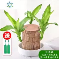 三维工匠水养幸运木开花格鲁特小树人盆栽室内桌面水培绿植物小盆栽花卉