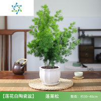 三维工匠植物室内盆景四季常青生肖猴树苗好养桌面花卉绿植