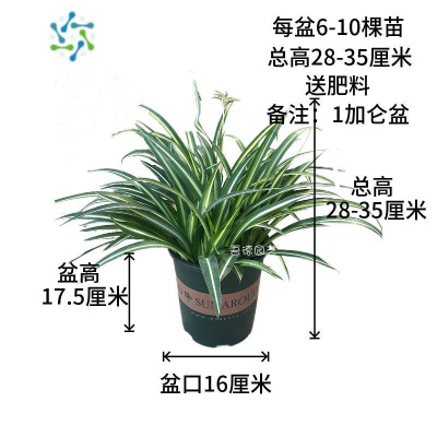 三维工匠大盆金心吊兰绿植植物盆栽花卉土培水养室内外好养净化空气吸甲醛