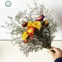 干花小雏菊 七彩雏菊麦杆菊 小菊花家居装饰餐桌插花配花 干花束 封后 彩色小雏菊(15花头)花头) 干花包