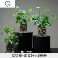 北欧仿真植物假绿植摆件客厅餐桌茶几办公室小盆栽室内装饰花多肉 封后 精装三件万年青