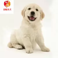 宠物金毛犬幼犬活体 金毛犬幼崽 枫叶黄金巡回猎犬小狗狗 宠物狗活物公母都有 视频挑选 售后保障 全国发货