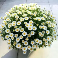 小雏菊种子四季种易活开花不断室内外花卉植物花种籽子盆栽耐寒花 白雪雏菊100粒+肥料+赠品满天星