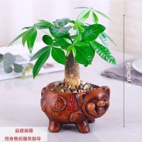 发财树盆栽室内客厅桌面绿植小盆景大发财树苗树吸甲醛植物 猪陶瓷盆+单棵发财树