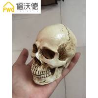 美术素描小头骨绘画模型人头骨模型 树脂骷髅头 办公摆件工艺品 肌肉人体模型45cm