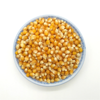 爆米花专用玉米粒球型爆米花玉米商用美式球豆球形玉米粒5斤
