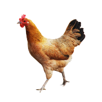 欣厨坊正宗散养土鸡大山养殖6-8月成年鸡整鸡现杀鸡肉两只起售
