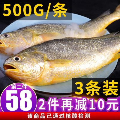 [现捕现发]渔哥头等舱 活冻大黄花鱼 海鱼生鲜鱼类 海鲜水产 1斤1条 3条装