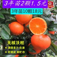 无籽沃柑苗 091无核 沃柑树苗 香橙头钻木嫁接橘子苗盆栽地栽柑橘