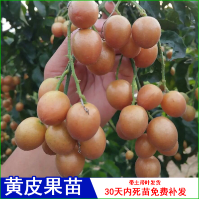 冰糖黄皮苗当年结果树果苗南北方种植无籽甜黑黄皮果苗鸡心嫁接苗