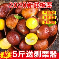 丹东板栗生栗子新鲜农家老树现摘油栗子栗仁蔬菜甜栗子批发