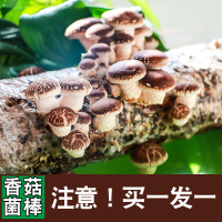 蘑菇菌包种植包平菇菌包香菇菌包蘑菇菌种子家庭种植多肉植物