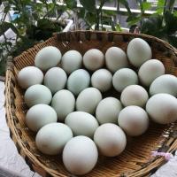 [大个]新鲜鸭蛋土鸭蛋生鸭蛋新鲜现发绿壳鸭蛋新鲜农村散养鸭蛋 [现捡土鸭蛋30枚] 65克中等蛋