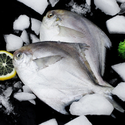 [海捕]鲳鱼新鲜白鲳鱼银鲳鱼大海鱼冷冻整箱年货非 5斤银鲳小号装
