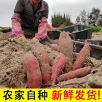 [优选]海南澄迈桥头富硒地瓜新鲜海南红薯沙地番薯黄心板栗署