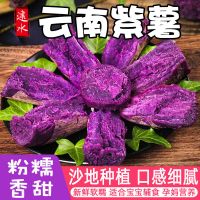 云南紫薯沙地紫心新鲜现挖粉糯甜板栗薯红薯地瓜蜜薯蔬菜2/5/10斤