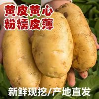 新鲜大土豆马铃薯黄皮土豆现挖现发应季蔬菜超低价