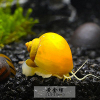 除藻工具螺斑马螺黑金刚蜜蜂角螺彩蛋螺观赏苹果螺黄金螺紫纹螺 5个黄金螺 会吃水草