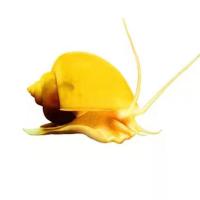 超大号黄金螺观赏螺活体除藻工具螺鱼缸清洁螺吃青苔淡水繁殖螺 2.5cm左右 一颗